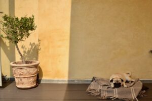 A small tan pug, with a black snout and black ears, is lying on a folded grey blanket with thin white stripes on the floor in the shade against a yellow wall. On the left side, a small tree in a terra cotta sits in the sun.