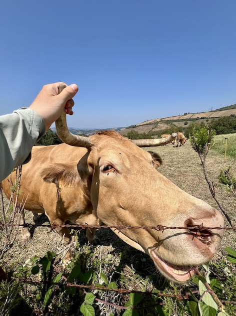 Alexander holding a bull's horn